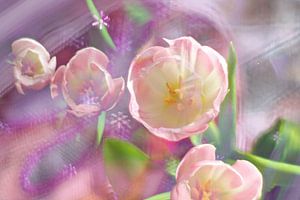 Tulpen