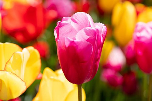 pink tulip in tulip field