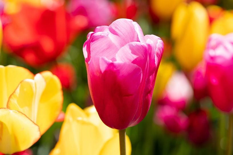 rosa Tulpe im Tulpenfeld von studio photoflash