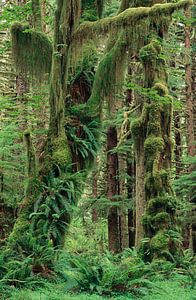 Gemäßigter Regenwald mit moosbedeckten Bäumen und Farnen, USA