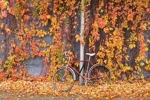 Fiets en wilde wingerd in herfstkleur