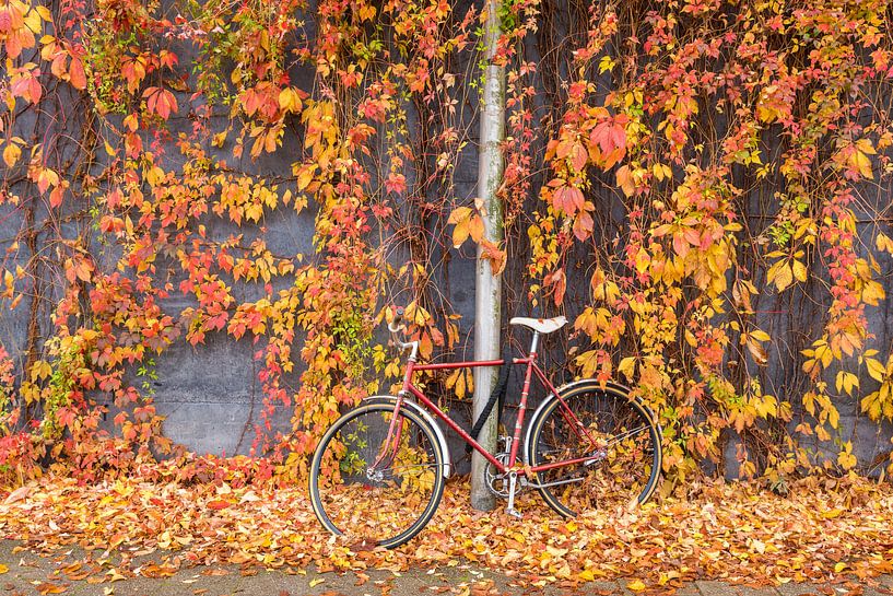 Bicycle and wild vine in autumn color by Rinus Lasschuyt Fotografie