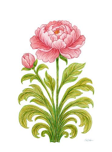 Botanische Illustration einer rosa Pfingstrose – Eleganter Kunstdruck mit Blumenmotiv