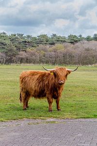 Hooglanders Texel van Texel360Fotografie Richard Heerschap