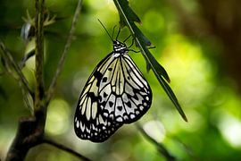 Vlinder in Florida von Cathy Janssens
