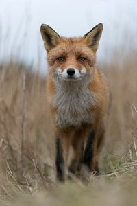 Red Fox , frontal shot, low point of view, close-up van wunderbare Erde