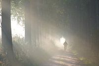 Cycling to the light
