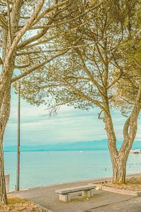 Bench View