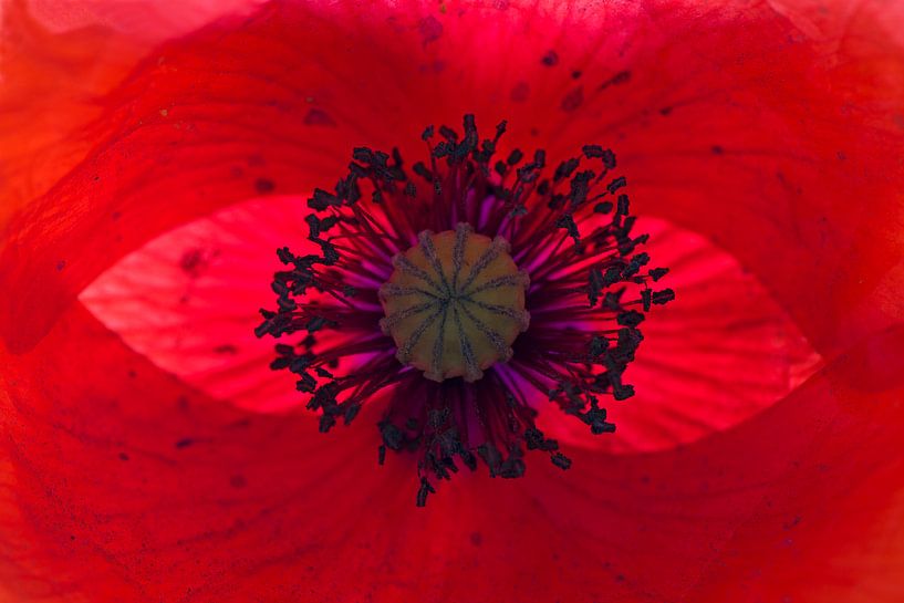 Herz einer Mohnblume von Barbara Brolsma