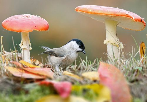 Glanskop tussen de vliegenzwammen