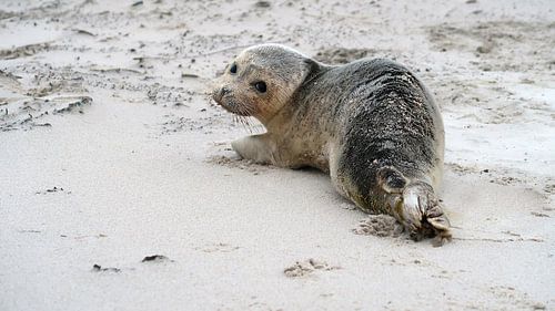 Seal