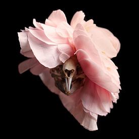 Skull muskrat with pink flower by Marian Korte