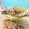 Tortue dans la mer sur Nicole Nagtegaal