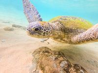 Schildpad in zee