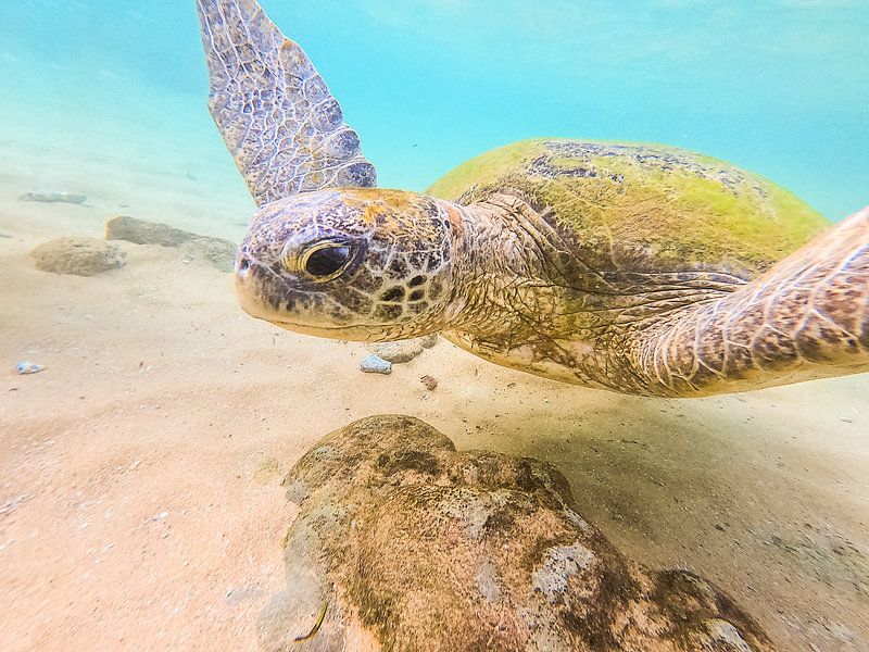 Turtle in the sea by Nicole Nagtegaal