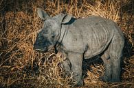 Baby white-rhinoceros boy (wide-lipped rhinoceros) by Pepijn van der Putten thumbnail