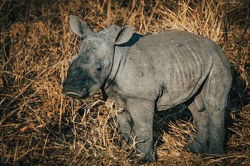 Baby white-rhinoceros boy (wide-lipped rhinoceros) by Pepijn van der Putten