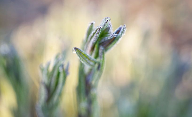 Lavender Plant with Morning Dew Macro Landscape by Iris Holzer Richardson
