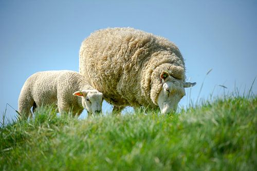 schaap en lammetje