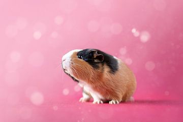 Cavia op roze achtergrond