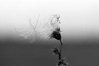 Sommerverfall #1