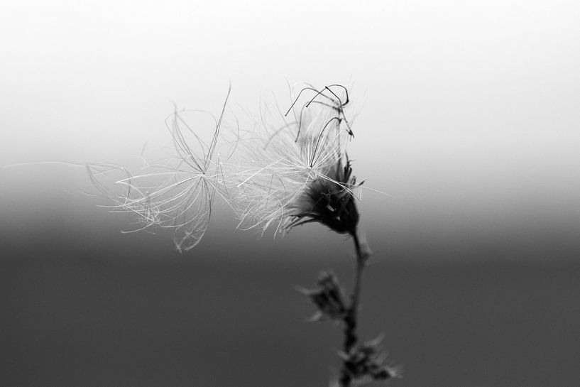 Summers Decay #1 van Floris Kok