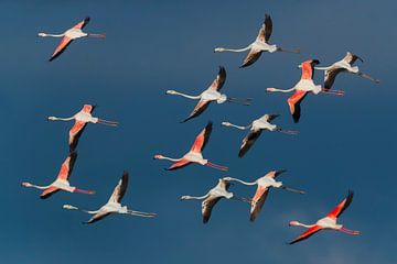 Flock of Greater Flamingo’s (Phoenicopterus roseus) in flight by AGAMI Photo Agency