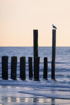 Seagull on golf course at sea by Thom Brouwer
