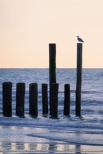 Meeuw op golfbeker aan zee