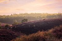 Chevaux sauvages sur le Posbank | Veluwe | photographie de paysage