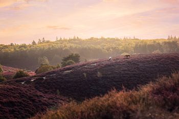 Wilde Paarden op de Posbank | Veluwe | landschapsfotografie