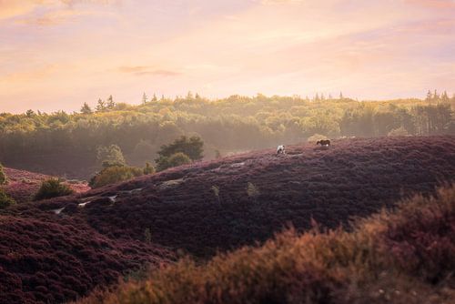 Wildpferde auf der Posbank | Veluwe | Landschaftsfotografie