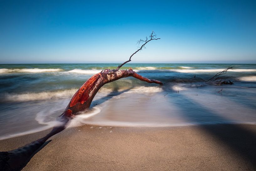 Trunk on the Baltic Sea coast by Rico Ködder