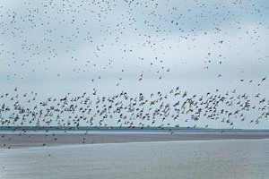 Schwarm Uferschnepfen | Wattenmeer | Terschelling