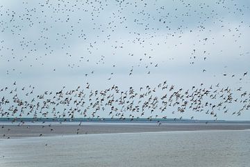 Schwarm Uferschnepfen | Wattenmeer | Terschelling von Marianne Twijnstra