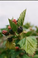 blackberries