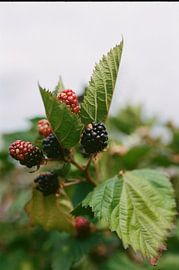 blackberries by Mandy Markman