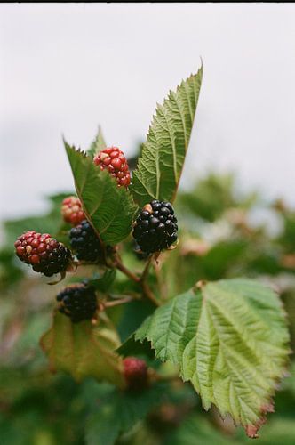Brombeeren
