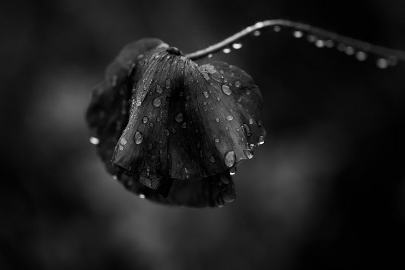 Klaproos in tranen van Erwin van Eekhout