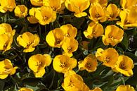 Yellow tulips by DuFrank Images thumbnail