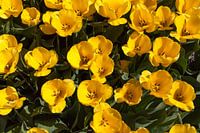 Gele tulpen