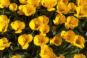Gele tulpen