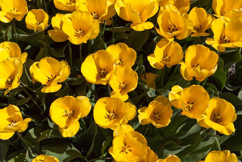 Yellow tulips by DuFrank Images
