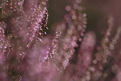 Heideblüten zittern im Wind
