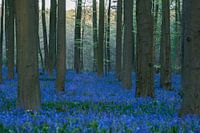 Hallerbos nog eens.
