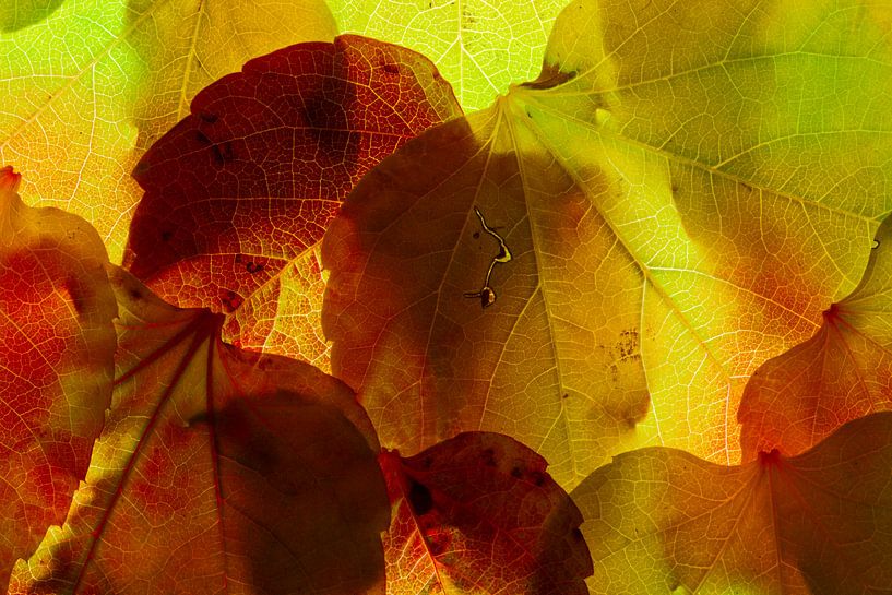 Herfstbladeren 18 van Henk Leijen