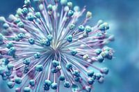 Allium