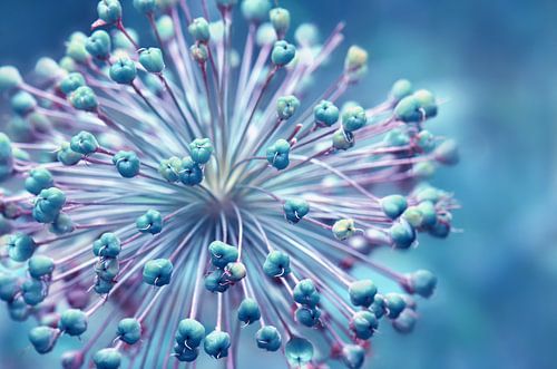 Allium