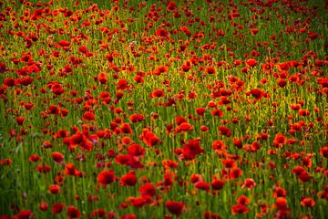 A field of poppies in the evening sun by Geert Van Baelen