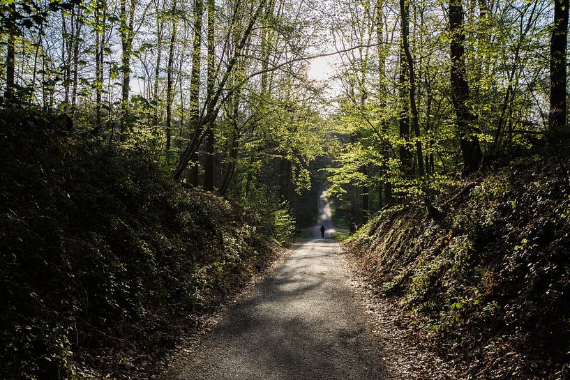 footpath by Bart Liesenborgs